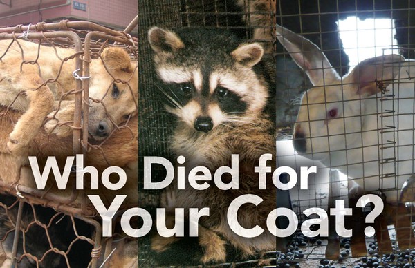 (사진 = peta anti fur campaign)